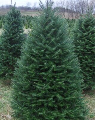 6' Canaan Fir